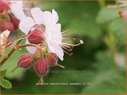 Geranium macrorrhizum &#039;Spessart&#039; | Ooievaarsbek