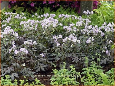 Geranium maculatum &#039;Espresso&#039; | Ooievaarsbek