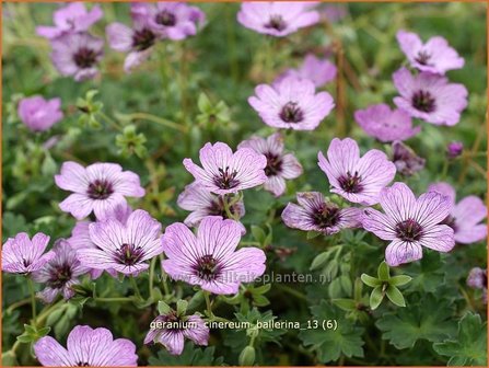 Geranium cinereum &#039;Ballerina&#039; | Ooievaarsbek