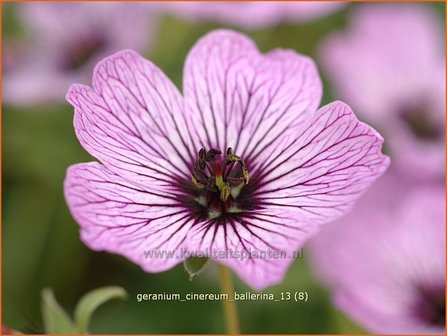 Geranium cinereum &#039;Ballerina&#039; | Ooievaarsbek