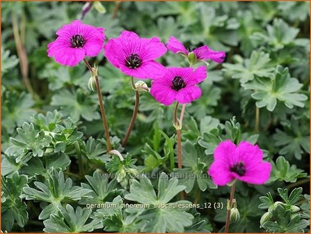 Geranium cinereum subcaulescens | Ooievaarsbek