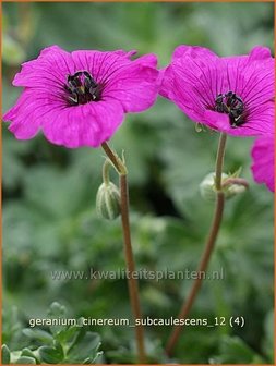 Geranium cinereum subcaulescens | Ooievaarsbek