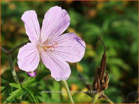 Geranium clarkei &#039;Kashmir Pink&#039; | Ooievaarsbek