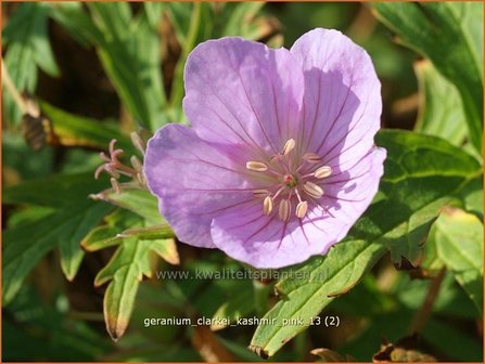 Geranium clarkei &#039;Kashmir Pink&#039; | Ooievaarsbek