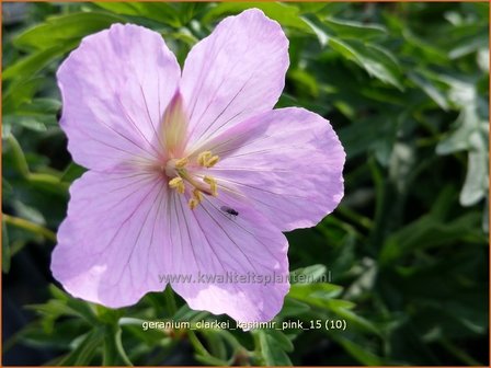 Geranium clarkei &#039;Kashmir Pink&#039; | Ooievaarsbek, Tuingeranium