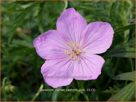 Geranium clarkei &#039;Kashmir Pink&#039; | Ooievaarsbek, Tuingeranium