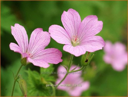 Geranium endressii | Ooievaarsbek