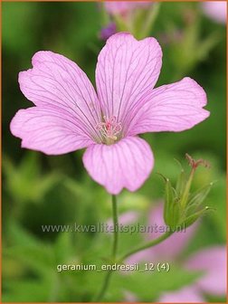 Geranium endressii | Ooievaarsbek