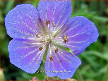 Geranium himalayense | Ooievaarsbek