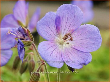 Geranium himalayense &#039;Irish Blue&#039; | Ooievaarsbek