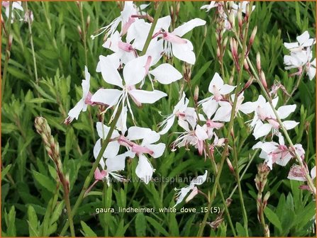 Gaura lindheimeri &#039;White Dove&#039; | Prachtkaars, Vlinderkruid