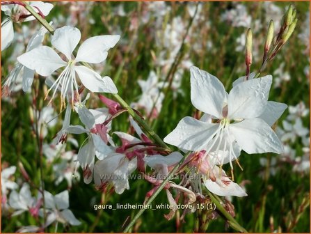 Gaura lindheimeri &#039;White Dove&#039; | Prachtkaars, Vlinderkruid