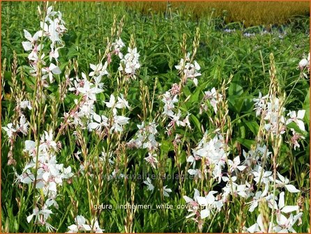 Gaura lindheimeri &#039;White Dove&#039; | Prachtkaars, Vlinderkruid