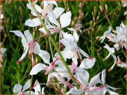 Gaura lindheimeri &#039;White Dove&#039; | Prachtkaars, Vlinderkruid