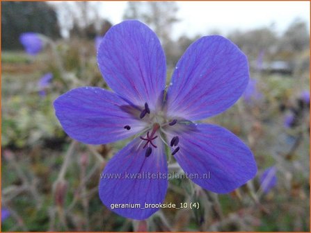 Geranium &#039;Brookside&#039; | Ooievaarsbek