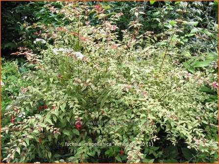 Fuchsia magellanica &#039;Variegata&#039; | Bellenplant, Tuinfuchsia, Fuchsia | Scharlachfuchsie