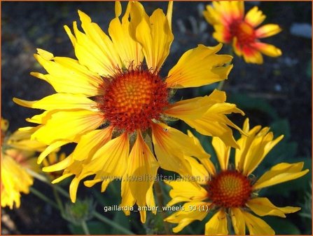 Gaillardia &amp;#39;Amber Wheels&amp;#39; | Kokardebloem | Kokardenblume