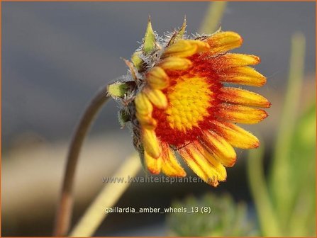 Gaillardia &amp;#39;Amber Wheels&amp;#39; | Kokardebloem | Kokardenblume