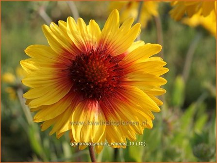 Gaillardia &amp;#39;Amber Wheels&amp;#39; | Kokardebloem | Kokardenblume