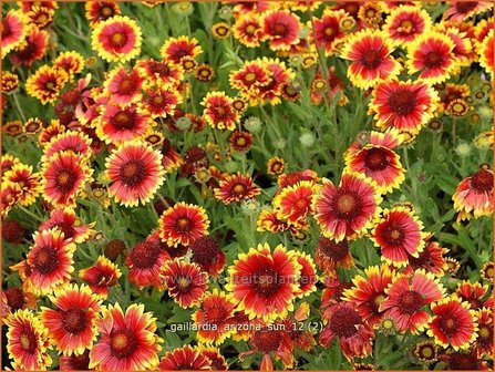 Gaillardia &#039;Arizona Sun&#039; | Kokardebloem