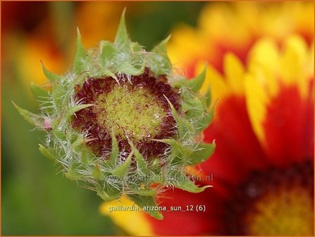 Gaillardia &#039;Arizona Sun&#039; | Kokardebloem