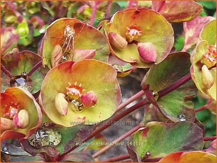 Euphorbia &#039;Black Bird&#039; | Wolfsmelk