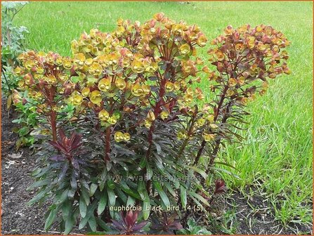 Euphorbia &#039;Black Bird&#039; | Wolfsmelk