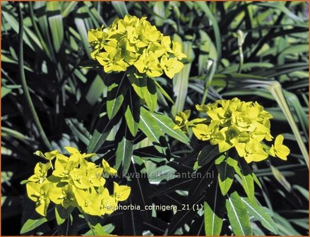 Euphorbia cornigera | Wolfsmelk