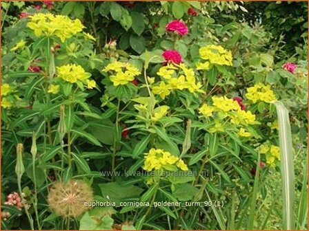 Euphorbia cornigera &#039;Goldener Turm&#039; | Wolfsmelk