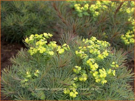 Euphorbia cyparissias &amp;#39;Clarice Howard&amp;#39; | Cipreswolfsmelk, Wolfsmelk | Zypressen-Wolfsmilch