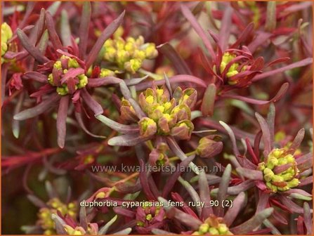 Euphorbia cyparissias &#039;Fens Ruby&#039; | Wolfsmelk