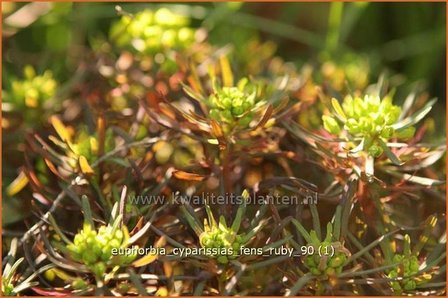 Euphorbia cyparissias &#039;Fens Ruby&#039; | Wolfsmelk