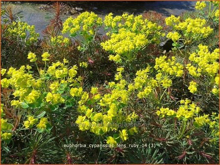 Euphorbia cyparissias &#039;Fens Ruby&#039; | Wolfsmelk