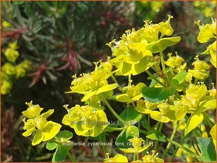 Euphorbia cyparissias &#039;Fens Ruby&#039; | Wolfsmelk