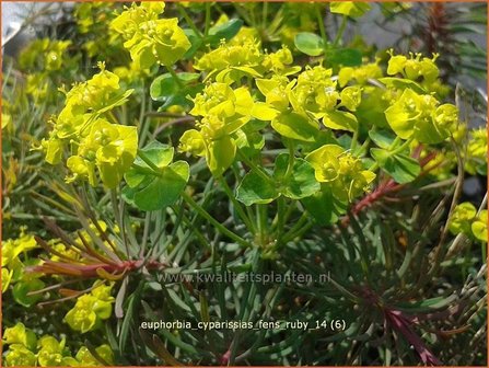 Euphorbia cyparissias &#039;Fens Ruby&#039; | Wolfsmelk