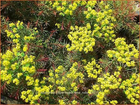 Euphorbia cyparissias &#039;Fens Ruby&#039; | Wolfsmelk