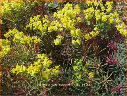 Euphorbia cyparissias &#039;Fens Ruby&#039; | Wolfsmelk