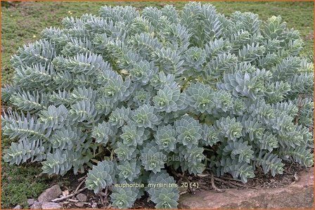 Euphorbia myrsinites | Wolfsmelk