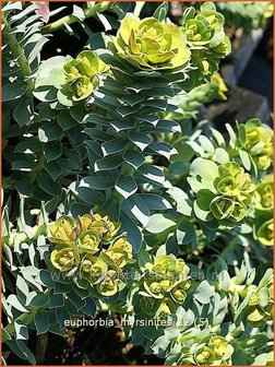 Euphorbia myrsinites | Wolfsmelk