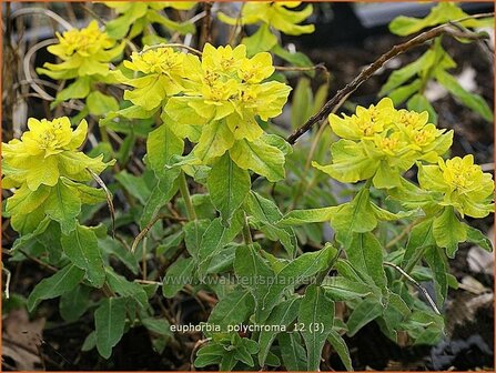 Euphorbia polychroma | Kleurige wolfsmelk, Wolfsmelk | Gold-Wolfsmilch