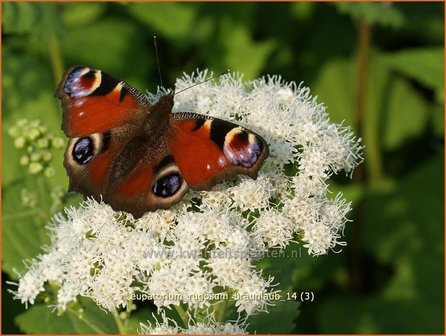 Eupatorium rugosum &#039;Braunlaub&#039; | Leverkruid, Koninginnekruid