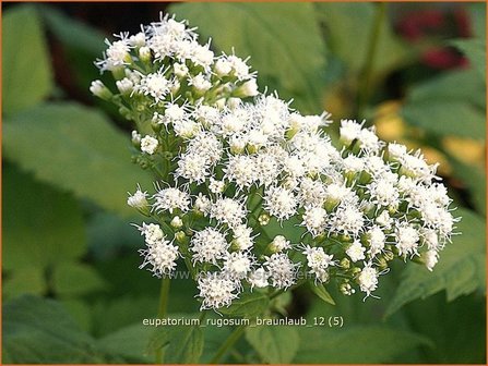 Eupatorium rugosum &#039;Braunlaub&#039; | Leverkruid, Koninginnekruid