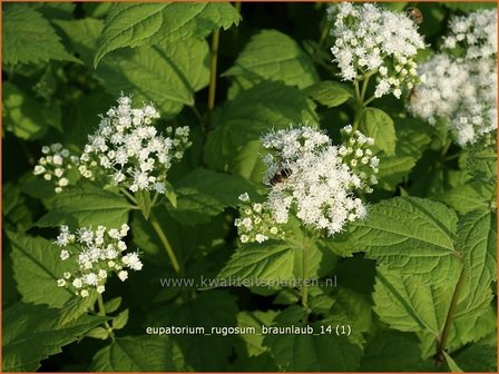 Eupatorium rugosum &#039;Braunlaub&#039; | Leverkruid, Koninginnekruid