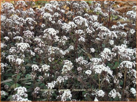 Eupatorium rugosum &#039;Chocolate&#039; | Leverkruid, Koninginnekruid