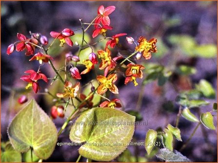 Epimedium warleyense &#039;Ellen Willmott&#039; | Elfenbloem