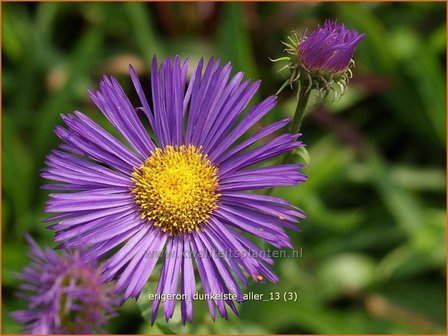 Erigeron &#039;Dunkelste Aller&#039; | Fijnstraal