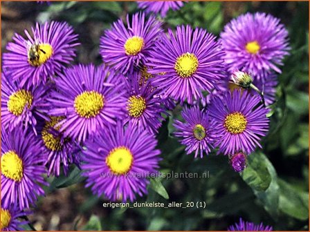 Erigeron &#039;Dunkelste Aller&#039; | Fijnstraal