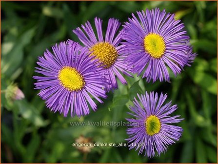 Erigeron &#039;Dunkelste Aller&#039; | Fijnstraal