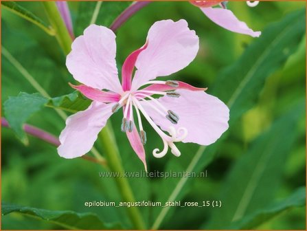 Epilobium angustifolium &#039;Stahl Rose&#039; | Wilgenroosje | Waldweidenr&ouml;schen