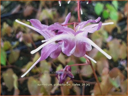 Epimedium grandiflorum &amp;#39;Lilafee&amp;#39; | Elfenbloem | Gro&szlig;bl&uuml;tige Elfenblume